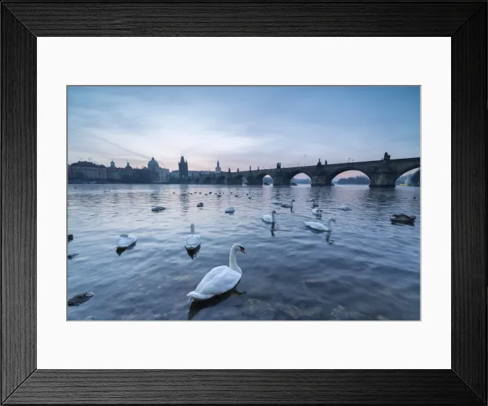 Framed Print : White swans on the Vltava River and the historical Charles Bridge at sunrise, UNESCO Framed Print : White swans on the Vltava River and the historical Charles Bridge at sunrise, UNESCO