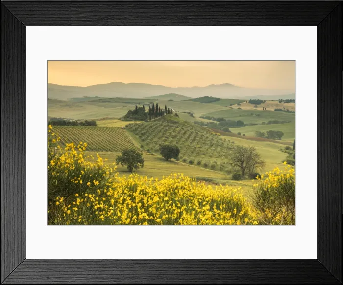 Framed Print : Yellow flowers frame the gentle green hills of Val d Orcia at dawn, UNESCO World Heritage Site Framed Print : Yellow flowers frame the gentle green hills of Val d Orcia at dawn, UNESCO World Heritage Site