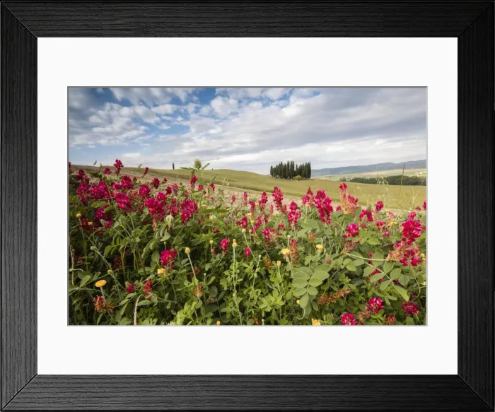 Framed Print : Red flowers frame the gentle green hills of Val d Orcia, UNESCO World Heritage Site Framed Print : Red flowers frame the gentle green hills of Val d Orcia, UNESCO World Heritage Site