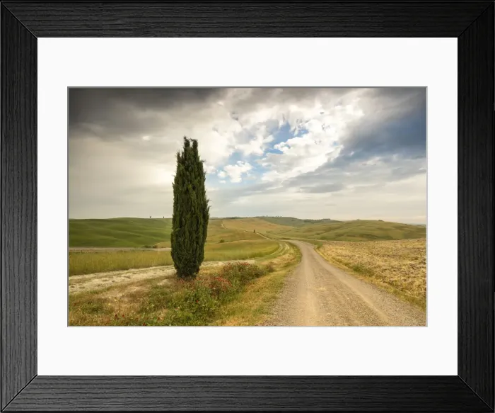 Framed Print : Lonely tree and asphalt road in the gentle green hills of Val d Orcia, UNESCO World Heritage Site Framed Print : Lonely tree and asphalt road in the gentle green hills of Val d Orcia, UNESCO World Heritage Site