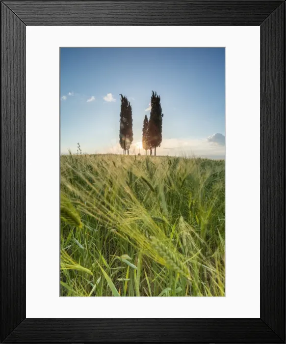 Framed Print : Fields of ears of corn and cypresses on the gentle green hills of Val d Orcia, UNESCO Framed Print : Fields of ears of corn and cypresses on the gentle green hills of Val d Orcia, UNESCO