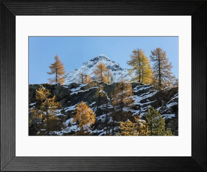 Framed Print : Red larches frame the snowy peaks, Malenco Valley, Province of Sondrio, Valtellina