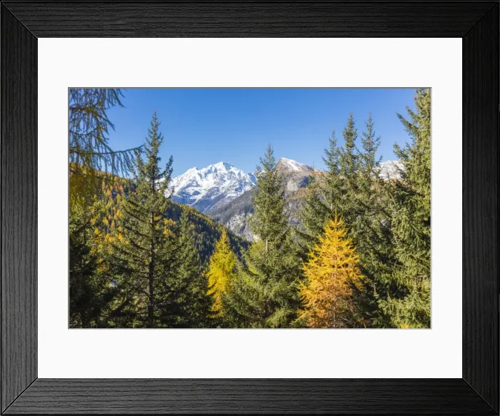 Framed Print : The colorful woods frame the snowy peak of Monte Disgrazia, Malenco Valley, Province of Sondrio Framed Print : The colorful woods frame the snowy peak of Monte Disgrazia, Malenco Valley, Province of Sondrio