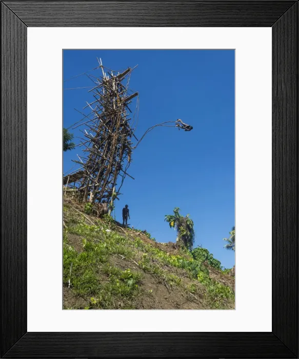 Framed Print : Man jumping from a bamboo tower, Pentecost land diving, Pentecost, Vanuatu, Pacific