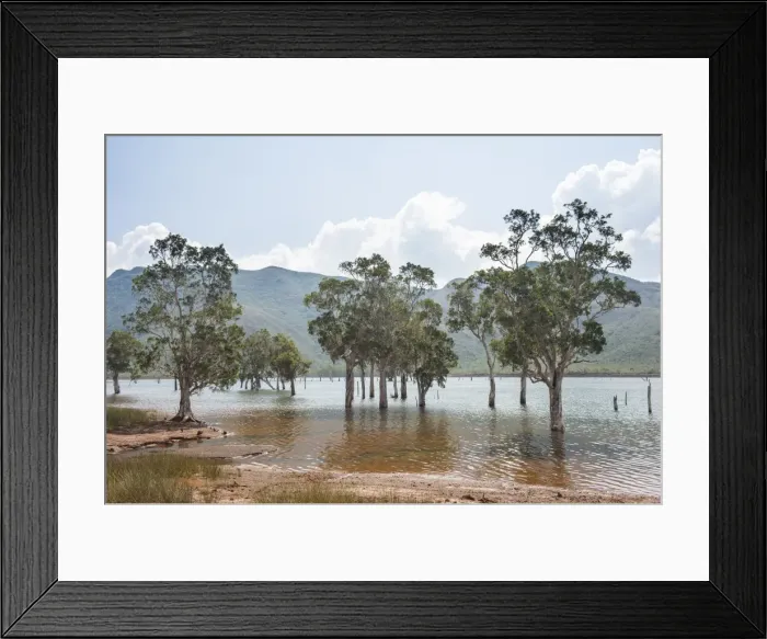 Framed Print : Trees in the water, Blue River Provincial Park, Yate, New Caledonia, Pacific Framed Print : Trees in the water, Blue River Provincial Park, Yate, New Caledonia, Pacific