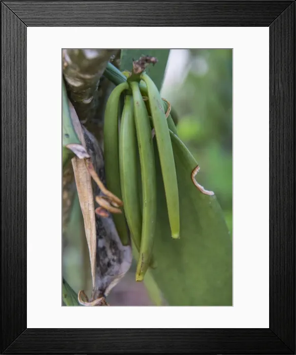Framed Print : Close up of vanilla plants on a vanilla plantation (Vanilla planifolia), Ouvea, Loyalty Islands Framed Print : Close up of vanilla plants on a vanilla plantation (Vanilla planifolia), Ouvea, Loyalty Islands