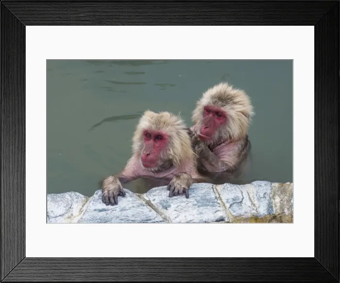 Framed Print : Hot-tubbing monkeys, Hakodate, Hokkaido, Japan, Asia Framed Print : Hot-tubbing monkeys, Hakodate, Hokkaido, Japan, Asia