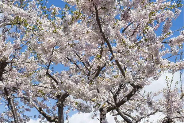 Blooming cherry tree, Motomachi district, Hakodate, Hokkaido, Japan, Asia
