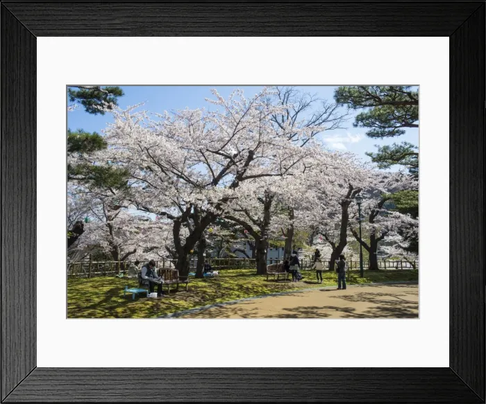 Framed Print : Cherry blossom in the Hakodate Park, Hakodate, Hokkaido, Japan, Asia Framed Print : Cherry blossom in the Hakodate Park, Hakodate, Hokkaido, Japan, Asia