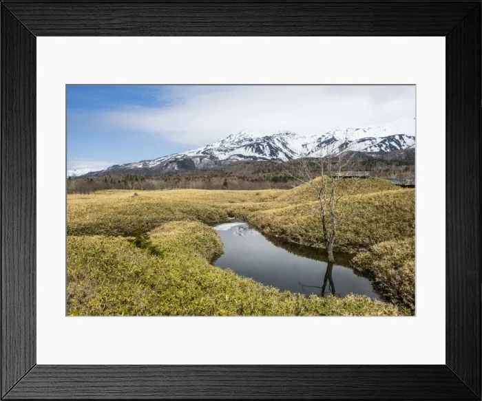 Framed Print : Field of Veitchs Bamboo in the Shiretoko Goko Lakes area, UNESCO World Heritage Site Framed Print : Field of Veitchs Bamboo in the Shiretoko Goko Lakes area, UNESCO World Heritage Site