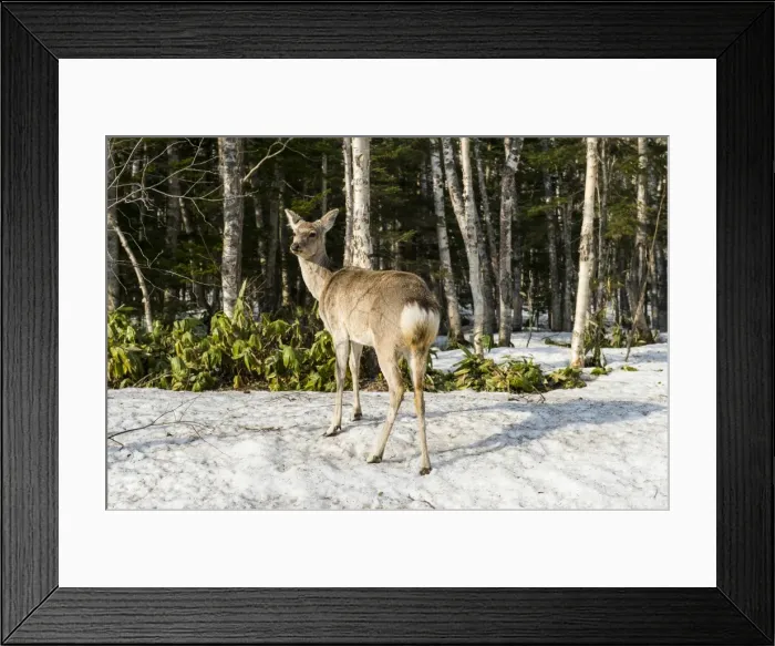 Framed Print : Japanese spotted deer (Cervus nippon yesoensis), Daisetsuzan National Park, UNESCO Framed Print : Japanese spotted deer (Cervus nippon yesoensis), Daisetsuzan National Park, UNESCO