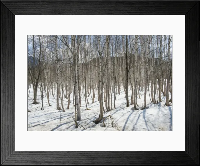 Framed Print : Birch tree forest, Furano, Hokkaido, Japan, Asia Framed Print : Birch tree forest, Furano, Hokkaido, Japan, Asia