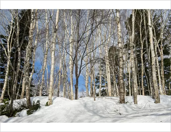 Birch tree forest in the Daisetsuzan National Park, UNESCO World Heritage Site, Hokkaido