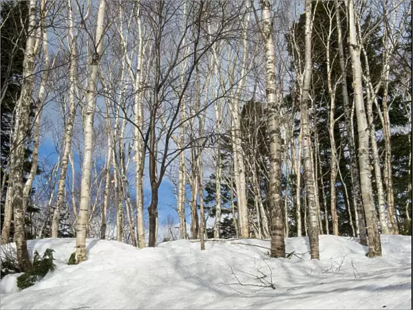 Birch tree forest in the Daisetsuzan National Park, UNESCO World Heritage Site, Hokkaido