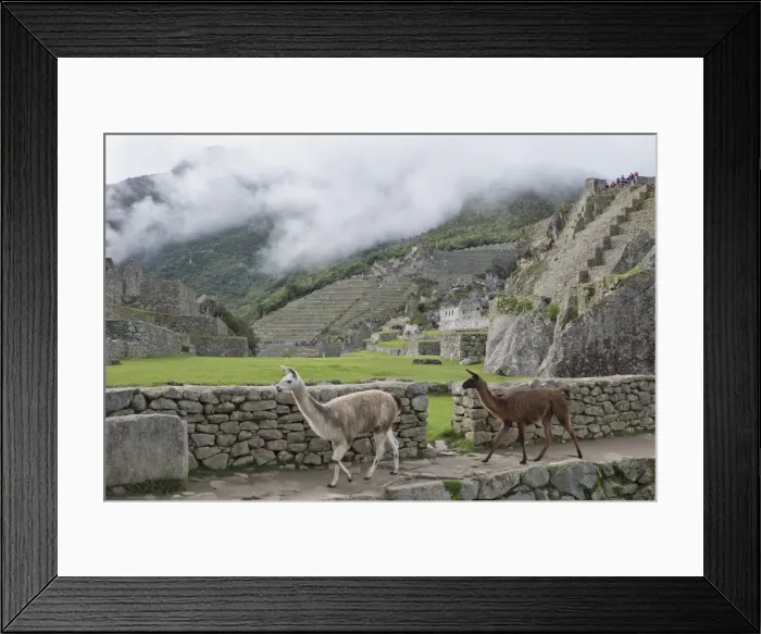Framed Print : Llamas roaming in the Inca ruins of Machu Picchu, UNESCO World Heritage Site, Peru Framed Print : Llamas roaming in the Inca ruins of Machu Picchu, UNESCO World Heritage Site, Peru