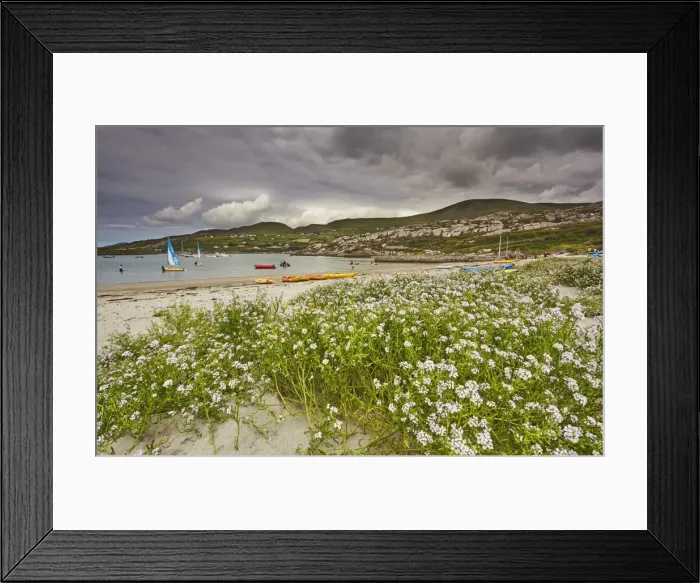 Framed Print : Sea rocket growing on the Strand at Derrynane House, Ring of Kerry, County Kerry