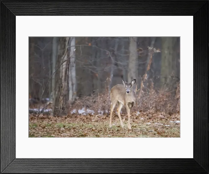 Framed Print : White-tailed deer (Odocoileus virginianus), Ohio, United States of America, North America Framed Print : White-tailed deer (Odocoileus virginianus), Ohio, United States of America, North America