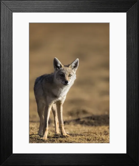 Framed Print : Black-backed jackal (Canis mesomelas), Ngorongoro Conservation Area, Tanzania, East Africa Framed Print : Black-backed jackal (Canis mesomelas), Ngorongoro Conservation Area, Tanzania, East Africa