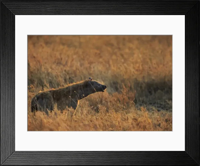 Framed Print : Spotted hyena (Crocuta crocuta), Serengeti National Park, Tanzania, East Africa, Africa Framed Print : Spotted hyena (Crocuta crocuta), Serengeti National Park, Tanzania, East Africa, Africa