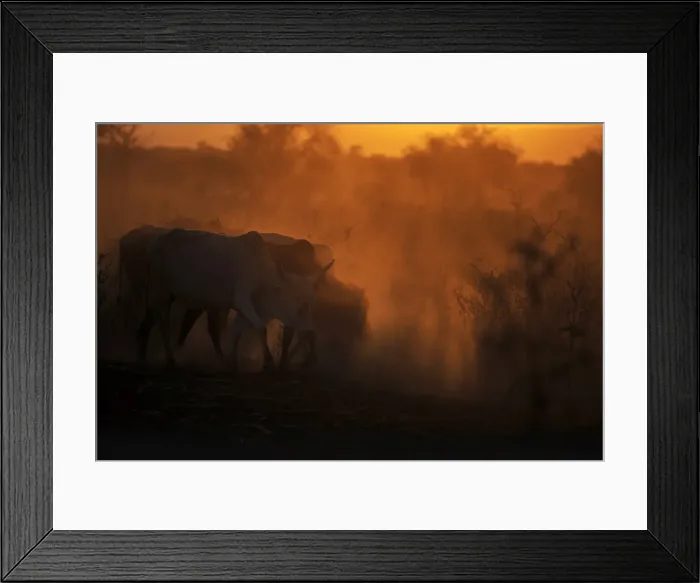 Framed Print : Zebu cattle grazing at dusk, Tanzania, East Africa, Africa Framed Print : Zebu cattle grazing at dusk, Tanzania, East Africa, Africa