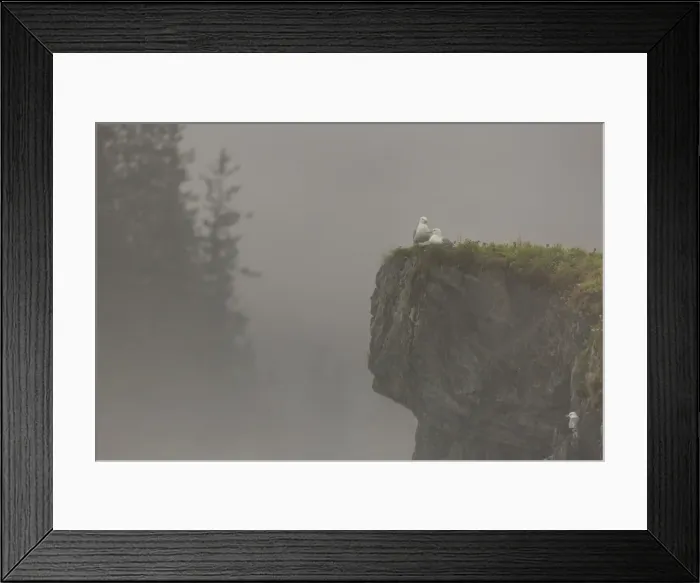 Framed Print : Glacous-winged gulls (Larus glaucescens) perched on a cliff in the mist, Valdez, Alaska Framed Print : Glacous-winged gulls (Larus glaucescens) perched on a cliff in the mist, Valdez, Alaska