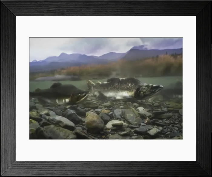 Framed Print : Pink salmon (Oncorhynchus gorbuscha), spawning season, Prince William Sound, Alaska Framed Print : Pink salmon (Oncorhynchus gorbuscha), spawning season, Prince William Sound, Alaska
