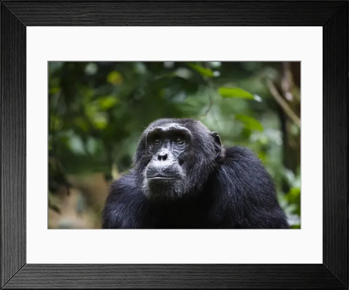Framed Print : Chimpanzee (Pan troglodytes), Kibale National Park, Uganda, Africa Framed Print : Chimpanzee (Pan troglodytes), Kibale National Park, Uganda, Africa