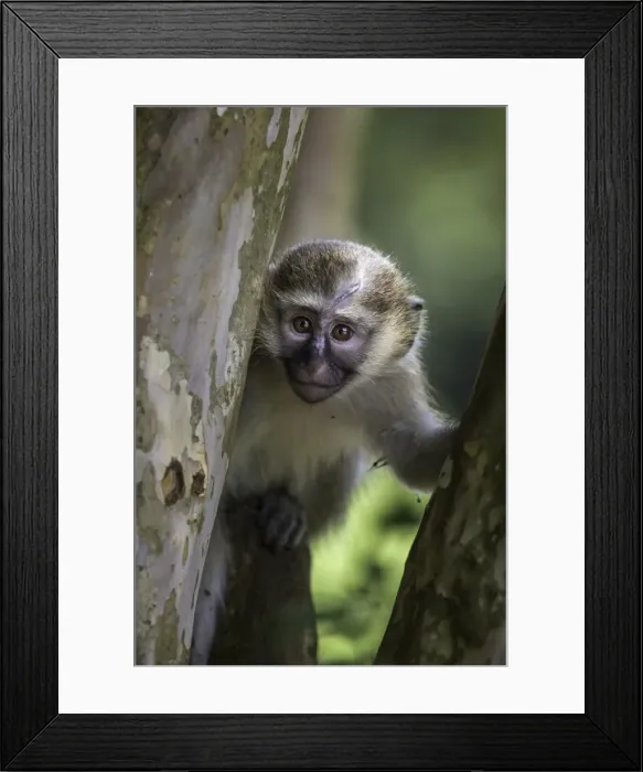 Framed Print : Vervet monkey (Chlorocebus pygerythrus), Uganda, Africa Framed Print : Vervet monkey (Chlorocebus pygerythrus), Uganda, Africa