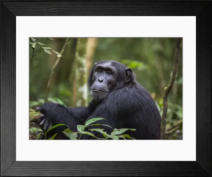 Framed Print : Chimpanzee (Pan troglodytes), Kibale National Park, Uganda, Africa Framed Print : Chimpanzee (Pan troglodytes), Kibale National Park, Uganda, Africa