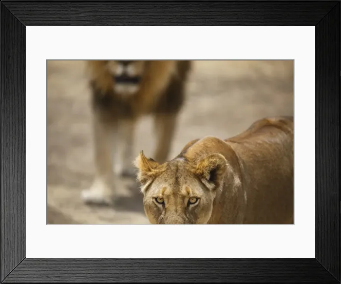 Framed Print : Pair of lions (Panthera leo), Serengeti National Park, Tanzania, East Africa, Africa Framed Print : Pair of lions (Panthera leo), Serengeti National Park, Tanzania, East Africa, Africa