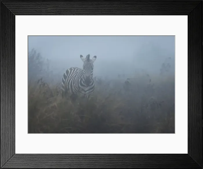 Framed Print : Zebra (Equus quagga) in the mist, Ngorongoro Conservation Area, Tanzania, East Africa Framed Print : Zebra (Equus quagga) in the mist, Ngorongoro Conservation Area, Tanzania, East Africa