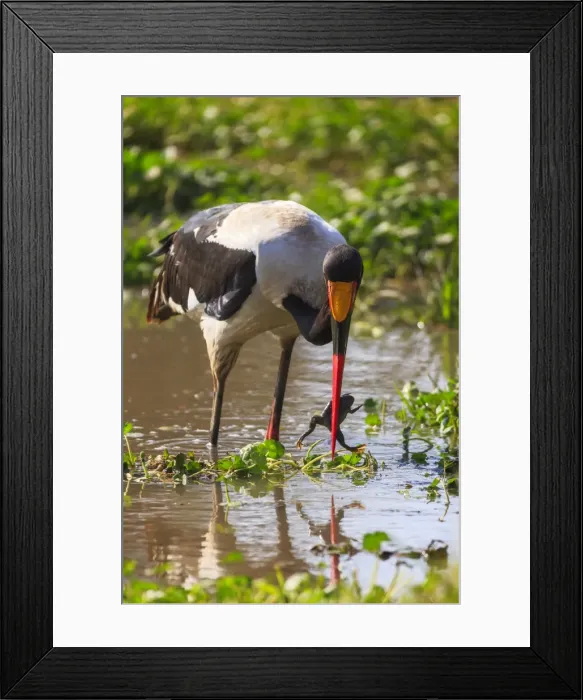 Framed Print : Saddle-billed stork (Ephippiorhynchus senegalensis), Ngorongoro Crater, Tanzania Framed Print : Saddle-billed stork (Ephippiorhynchus senegalensis), Ngorongoro Crater, Tanzania