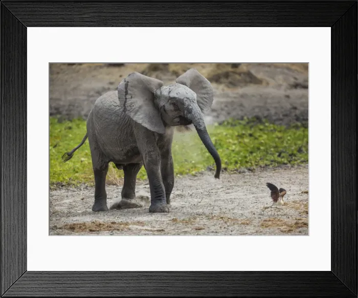 Framed Print : Baby elephant chasing bird (L. africana), Tarangire National Park, Tanzania, East Africa Framed Print : Baby elephant chasing bird (L. africana), Tarangire National Park, Tanzania, East Africa
