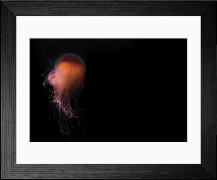 Framed Print : Lions mane jellyfish ((Cyanea capillata), Prince William Sound, Alaska, United States of America Framed Print : Lions mane jellyfish ((Cyanea capillata), Prince William Sound, Alaska, United States of America