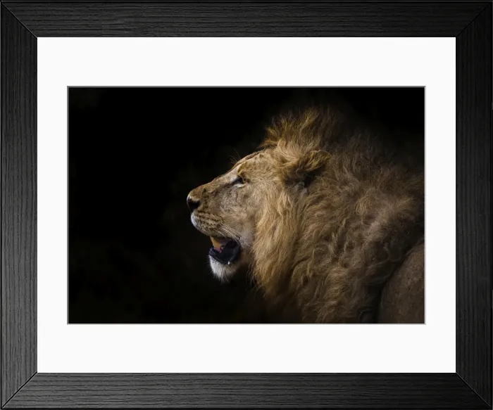 Framed Print : African lion in shadow (Leo panthera), Ngorongoro Crater, Tanzania, East Africa, Africa Framed Print : African lion in shadow (Leo panthera), Ngorongoro Crater, Tanzania, East Africa, Africa