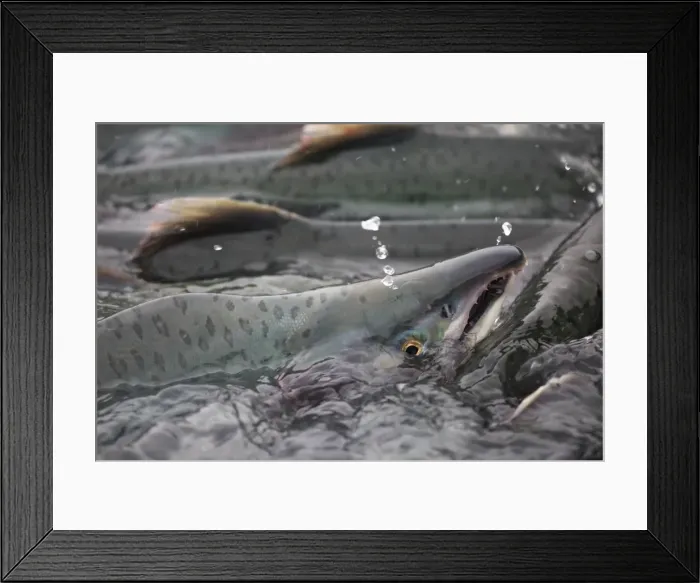 Framed Print : Pink salmon (Oncorhynchus gorbuscha), spawning season, Port Valdez, Alaska, United Framed Print : Pink salmon (Oncorhynchus gorbuscha), spawning season, Port Valdez, Alaska, United