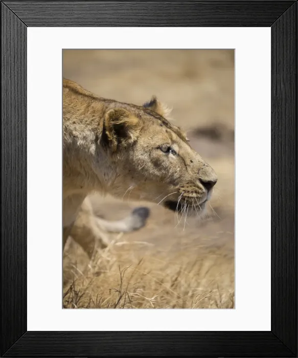 Framed Print : Lioness (Panthera leo), Ngorongoro Crater, Tanzania, East Africa, Africa Framed Print : Lioness (Panthera leo), Ngorongoro Crater, Tanzania, East Africa, Africa
