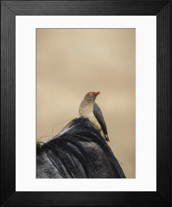 Framed Print : Ground agama (Agama aculeata aculeata), Kgalagadi Transfrontier Park, encompassing the former Kalahari Gemsbok National Park, South Framed Print : Ground agama (Agama aculeata aculeata), Kgalagadi Transfrontier Park, encompassing the former Kalahari Gemsbok National Park, South