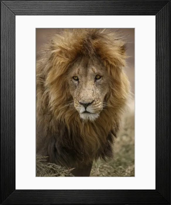 Framed Print : African lion (Panthera leo), Serengeti National Park, Tanzania, East Africa, Africa Framed Print : African lion (Panthera leo), Serengeti National Park, Tanzania, East Africa, Africa