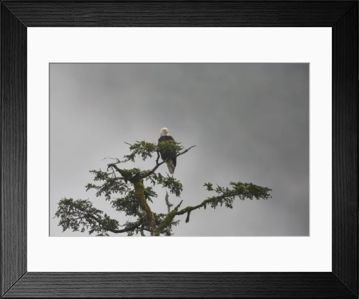 Framed Print : Bald eagle in the mist, Chugach National Forest, Alaska, United States of America Framed Print : Bald eagle in the mist, Chugach National Forest, Alaska, United States of America