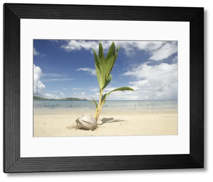 Framed Print : Young coconut palm tree establishing itself on an island, Fiji, Pacific Framed Print : Young coconut palm tree establishing itself on an island, Fiji, Pacific