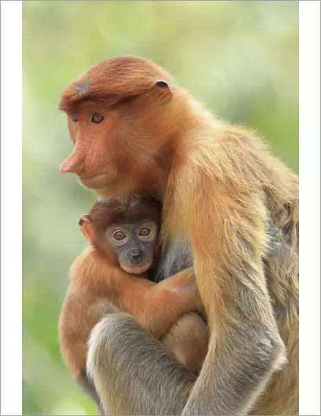 Proboscis Monkey mother and baby, Borneo, Malaysia, Southeast Asia, Asia