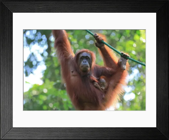 Framed Print : Bornean Orangutan mother and baby, Borneo, Malaysia, Southeast Asia, Asia Framed Print : Bornean Orangutan mother and baby, Borneo, Malaysia, Southeast Asia, Asia