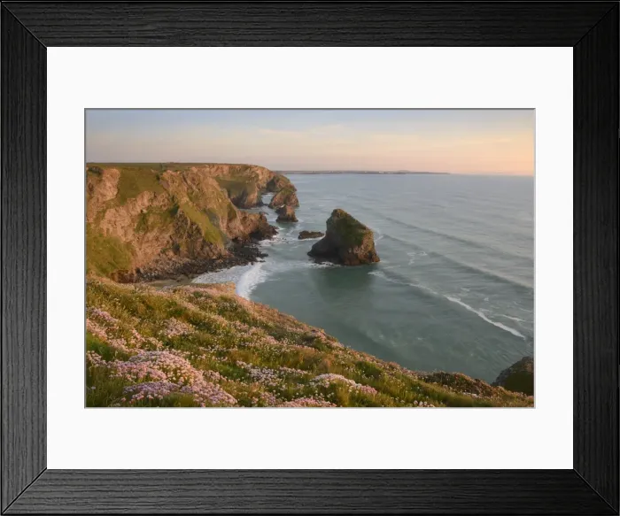 Framed Print : Sea thrift growing on cliffs overlooking Bedruthan Steps, Cornwall, England, United Kingdom Framed Print : Sea thrift growing on cliffs overlooking Bedruthan Steps, Cornwall, England, United Kingdom