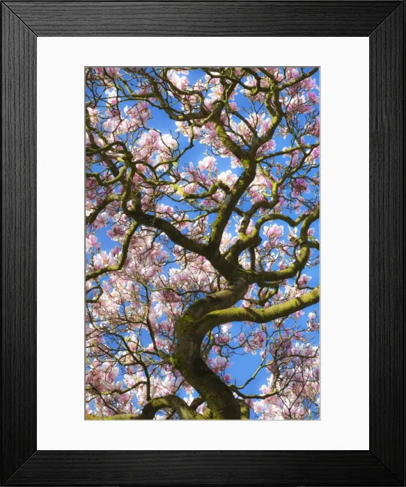 Framed Print : Bute Park, Cardiff, Wales, United Kingdom, Europe Framed Print : Bute Park, Cardiff, Wales, United Kingdom, Europe