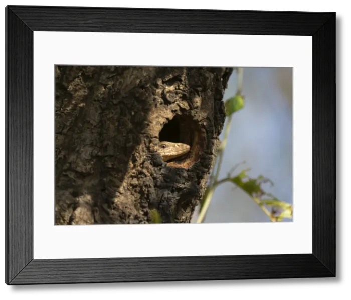 Framed Print : Common Indian monitor lizard (Varanus bengalensis), Bandhavgarh National Park, Madhya Pradesh Framed Print : Common Indian monitor lizard (Varanus bengalensis), Bandhavgarh National Park, Madhya Pradesh
