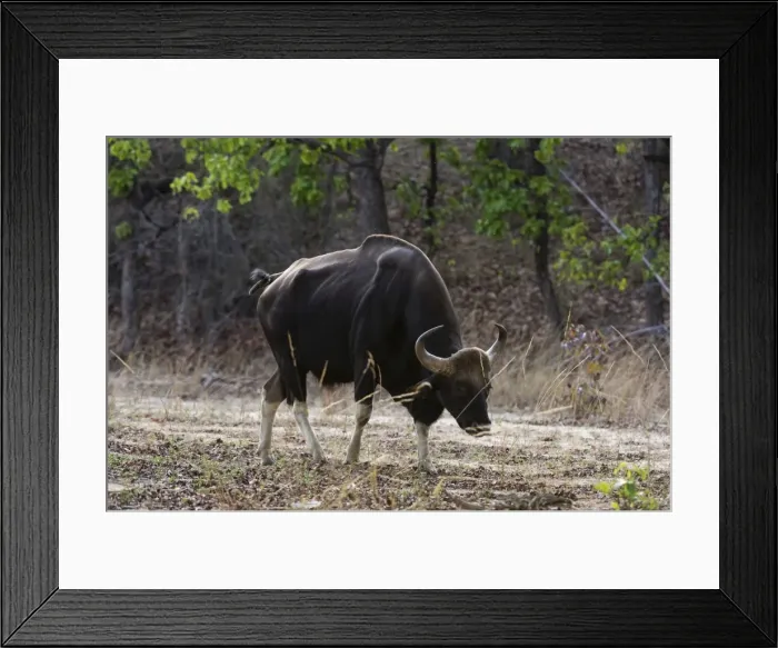 Framed Print : An Indian bison (bos gaurus bandhavgarh) walking, Bandhavgarh National Park, Madhya Pradesh Framed Print : An Indian bison (bos gaurus bandhavgarh) walking, Bandhavgarh National Park, Madhya Pradesh