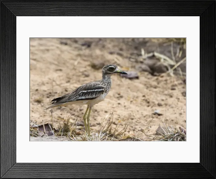 Framed Print : Indian thick-knee (Burhinus indicus), Bandhavgarh National Park, Madhya Pradesh, India Framed Print : Indian thick-knee (Burhinus indicus), Bandhavgarh National Park, Madhya Pradesh, India