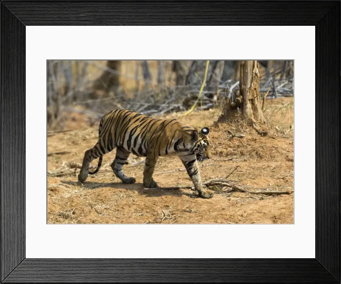 Framed Print : A Bengal tiger (Panthera tigris tigris) walking, Bandhavgarh National Park, Madhya Pradesh Framed Print : A Bengal tiger (Panthera tigris tigris) walking, Bandhavgarh National Park, Madhya Pradesh