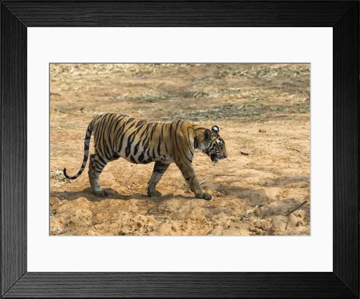Framed Print : Bengal tiger (Panthera tigris tigris), Bandhavgarh National Park, Madhya Pradesh Framed Print : Bengal tiger (Panthera tigris tigris), Bandhavgarh National Park, Madhya Pradesh